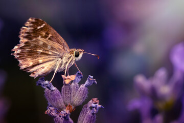 Butterfly. Carcharodus alceae. Mallow Skipper. Nature background. 