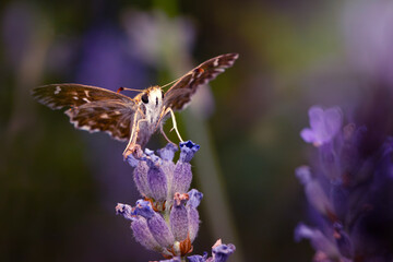 Butterfly. Carcharodus alceae. Mallow Skipper. Nature background. 