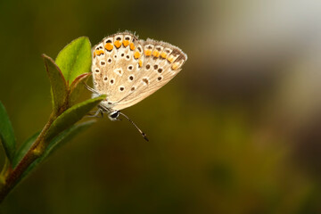 Cute Butterfly. Polyommatus icarus. Common Blue. Nature background. 