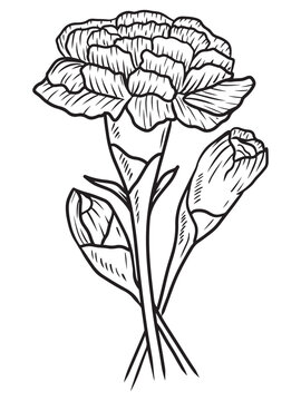 recommend clip art: Beautiful bouquet of carnation flowers with leaves in black on white. Hand drawn vector sketch illustration in doodle engraved vintage line art style. Birth month flower, realistic botanical drawing