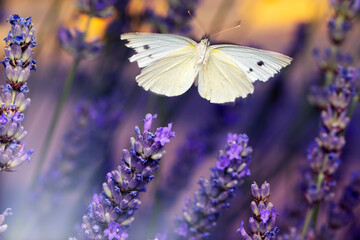 White Butterfly. False Small White. Pieris pseudorapae. Nature background. 