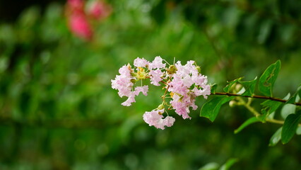 Close-up of Rosa multiflora flowers blooming in the garden