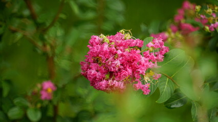 Close-up of Rosa multiflora flowers blooming in the garden