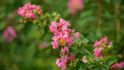 Close-up of Rosa multiflora flowers blooming in the garden