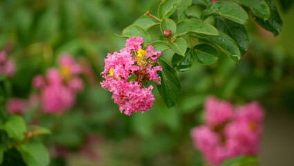 Close-up of Rosa multiflora flowers blooming in the garden