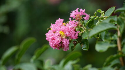 Close-up of Rosa multiflora flowers blooming in the garden