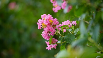 Close-up of Rosa multiflora flowers blooming in the garden