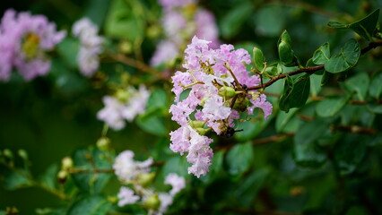 Close-up of Rosa multiflora flowers blooming in the garden