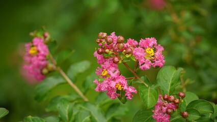 Close-up of Rosa multiflora flowers blooming in the garden