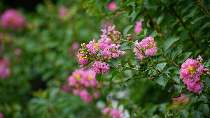 Close-up of Rosa multiflora flowers blooming in the garden
