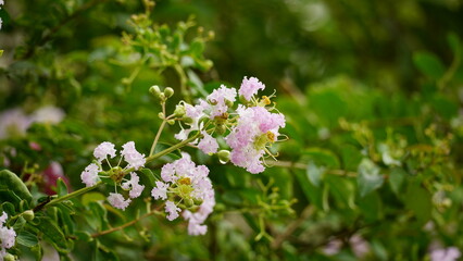 Close-up of Rosa multiflora flowers blooming in the garden