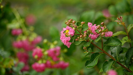 Close-up of Rosa multiflora flowers blooming in the garden