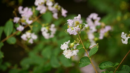 Fototapeta premium Close-up of Rosa multiflora flowers blooming in the garden