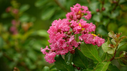 Close-up of Rosa multiflora flowers blooming in the garden