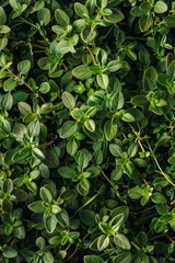 Obraz premium Thyme texture background, thymus leaf banner, Thymus vulgaris pattern, fresh herbal leaves banner