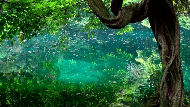 神秘の湖・鳥の囀り・丸池様（山形県・遊佐町）