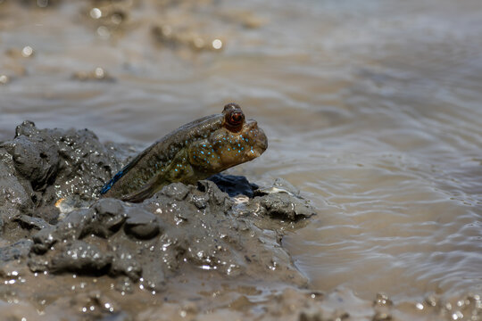 Mudskipper (Periophthalmus barbarus), emerging from its cave in the mud in a mangrove swamp in Gambia (Africa)