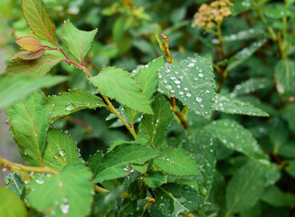 Spiraea (Meadowsweet) leaves with dew drops after rain