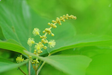 アカメガシワの雄花と蕾