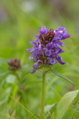 Selfheal wildflower in bloom