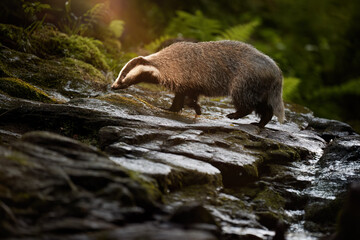 European Badger on Mossy Rocks in Forest - Wildlife Nature Conservation Photography