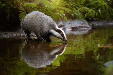 European Badger by Forest Stream, illuminated by rays of sun - Wildlife Photography in Natural Habitat, Nature Conservation, Woodland Animal Behavior. Fishing badger. © Martin Mecnarowski