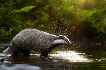 European Badger by Forest Stream, illuminated by rays of sun - Wildlife Photography in Natural Habitat, Nature Conservation, Woodland Animal Behavior. Fishing badger.