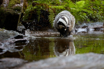 European Badger by Forest Stream, illuminated by rays of sun - Wildlife Photography in Natural Habitat, Nature Conservation, Woodland Animal Behavior. Fishing badger. © Martin Mecnarowski