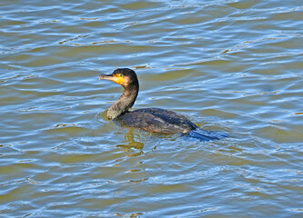 優雅に泳ぐカワウ