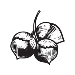 Sketch hand drawn hazelnut isolated on white background