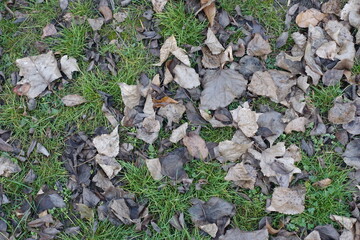 Dead grey leaves of cottonwood on the grass in mid November