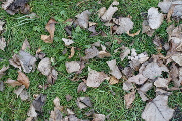 Brown fallen leaves of cottonwood on the grass in mid November
