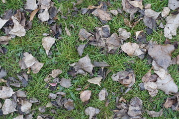 Dry grey fallen leaves of cottonwood on the grass in mid November