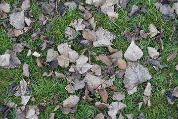 Grey fallen leaves of cottonwood in the grass in mid November