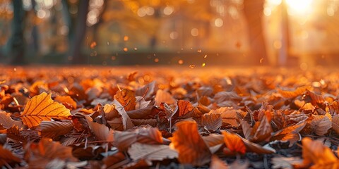 Warm Autumn Sunset in a Peaceful Forest