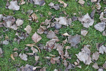 Lawn covered with grey fallen leaves of maple in mid November