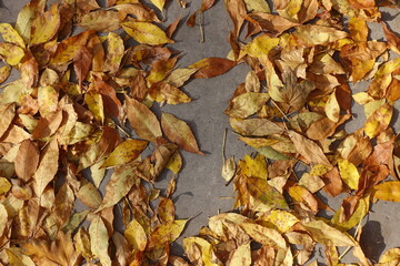 Brown and yellow fallen leaves of ash tree on concrete pavement in mid October