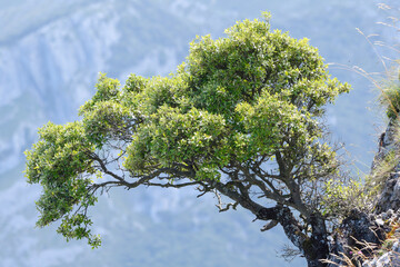 Closeup of an oak hanging on a limestone wall