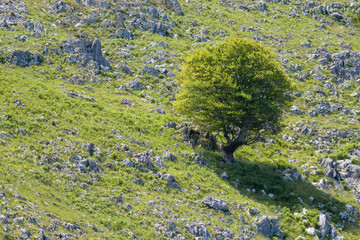 Beech in the middle of a limestone rock