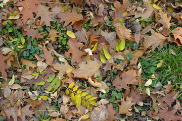 Background - brown fallen leaves of red oak in the grass in mid November