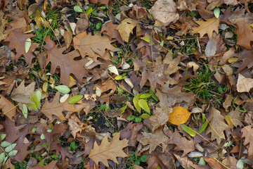 Brown fallen leaves of red oak on the ground in mid November