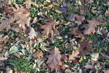 Dead fallen leaves of red oak in the grass in mid November