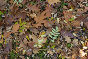 Cover of brown fallen leaves of red oak on the ground in mid November