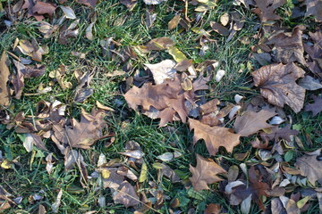 Grass covered with brown fallen leaves of red oak in mid November