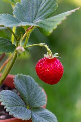 une fraise sur le fraisier