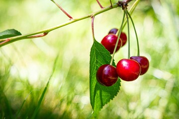 les cerises sur une brance