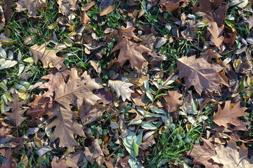 Green grass covered with fallen leaves of red oak in mid November