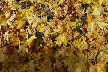 Dry yellow leaves of maple on the ground in mid October