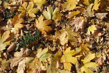 Fallen leaves of maple on the grass in October