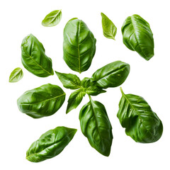 Fototapeta premium Basil leaves isolated on transparent background. Top view. Flat lay